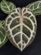 画像2: 【AMAZON】Anthurium Red Crystallinum × 'Silver Blush' (アンスリウム　レッドクリスタリナム×シルバーブラッシュ3.5号 )(¥24,000x 1Pcs)(3.0kg/Case)　 (2)