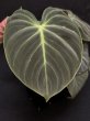 画像4: 【Plants Mafia】Philodendron Rubrijuvenile(フィロデンドロン ルブリジュベナイル) 3.5号 (¥4,000 x 6Pcs) (4)