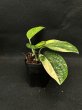 画像4: 【AMAZON】Monstera Karstenianum Variegated Peru (モンステラ カルステニアナム ペルー 斑入り) 3.5号(¥4,000 x 6Pcs)  (4)
