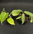 画像1: 【AMAZON】Anthurium KING&QUEEN(アンスリウム　キング＆クイーン 3号)(¥6,800x 8Pcs)(3.0kg/Case)　 (1)