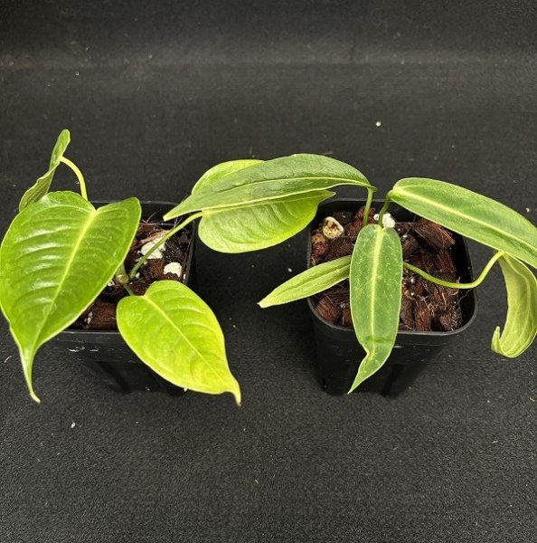 画像1: 【AMAZON】Anthurium KING&QUEEN(アンスリウム　キング＆クイーン 3号)(¥6,800x 8Pcs)(3.0kg/Case)　 (1)