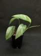 画像1: 【AMAZON】Epipremnum Cebu Marble (エピプレムナム セブ ブルー マーブル) 3号(¥2,500 x 8Pcs)  (1)