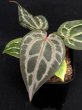 画像3: 【AMAZON】Anthurium Red Crystallinum (アンスリウム　レッドクリスタリナム 3号 )(¥30,000x 1Pcs)(3.0kg/Case)　 (3)