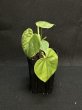 画像1: 【Plants Mafia】Philodendron Hederaceum Variegated (フィロデンドロン　ヘデラセウム　バリエガータ)3号(¥1,500 x 12Pcs) (1)