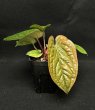 画像2: 【AMAZON】Anthurium Luxurians x Radicans(アンスリウム・ルクスリアンス・ラディカンス 3.5号 )(¥6,800x 6Pcs)(3.0kg/Case) (2)
