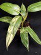 画像3: 【Plants Mafia】Philodendron Domesticum Variegata(フィロデンドロン ドメスティック 斑入り)3.5号(¥10,000 x 3Pcs) (3)