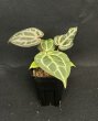画像2: 【AMAZON】Anthurium Red Crystallinum (アンスリウム　レッドクリスタリナム 3号 )(¥30,000x 1Pcs)(3.0kg/Case)　 (2)