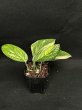 画像2: 【AMAZON】Monstera Karstenianum Variegated Peru (モンステラ カルステニアナム ペルー 斑入り) 3.5号(¥4,000 x 6Pcs)  (2)