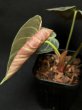 画像3: 【Plants Mafia】Philodendron Rubrijuvenile(フィロデンドロン ルブリジュベナイル) 3.5号 (¥4,000 x 6Pcs) (3)