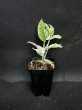 画像2: 【AMAZON】Epipremnum pinnatum Marble (エピプレムナム ピナツム マーブル) 3号(¥1,500 x 12Pcs)  (2)
