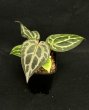 画像1: 【AMAZON】Anthurium Red Crystallinum (アンスリウム　レッドクリスタリナム 3号 )(¥30,000x 1Pcs)(3.0kg/Case)　 (1)