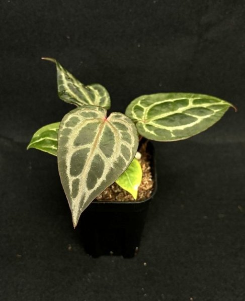 画像1: 【AMAZON】Anthurium Red Crystallinum (アンスリウム　レッドクリスタリナム 3号 )(¥30,000x 1Pcs)(3.0kg/Case)　 (1)