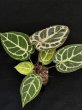画像1: 【AMAZON】Anthurium Red Crystallinum × 'Silver Blush' (アンスリウム　レッドクリスタリナム×シルバーブラッシュ3.5号 )(¥24,000x 1Pcs)(3.0kg/Case)　 (1)