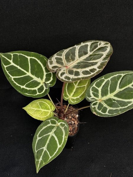 画像1: 【AMAZON】Anthurium Red Crystallinum × 'Silver Blush' (アンスリウム　レッドクリスタリナム×シルバーブラッシュ3.5号 )(¥24,000x 1Pcs)(3.0kg/Case)　 (1)