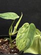 画像3: 【Plants Mafia】Philodendron Hederaceum Variegated (フィロデンドロン　ヘデラセウム　バリエガータ)3号(¥1,500 x 12Pcs) (3)