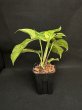 画像2: 【AMAZON】Epipremnum Amazon Gold M  (エピプレムナム　アマゾンゴールドＭ ) 3.5号(¥4,000 x 6Pcs) 　 (2)