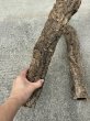 画像2: 【Set】Cork Tube L (Φ6cm〜　Ｌ:60〜70cm)(￥4,800 x 6pcs) (2)