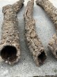 画像2: 【Set】Cork Tube XL (Φ7cm〜　Ｌ:90〜70cm)(￥7,200 x 4pcs) (2)