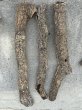 画像1: 【Set】Cork Tube XL (Φ7cm〜　Ｌ:90〜70cm)(￥7,200 x 4pcs) (1)