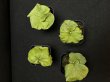 画像3: 【AMAZON】Platycerium Ridleyi Mix3  (プラティセリウム・リドレイレアミックス３)　2.5号　(¥2,400 x 18Pc)　★New (3)