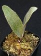 画像2: 【AMAZON】Platycerium Rare Mix3  (プラティセリウム・レアミックス３)　2.5号　(¥4,800 x 9Pc)　★New (2)