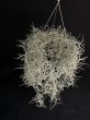 画像2: 【AMAZON】Moss Loop (Tillandsia usneoides + Hanging Wire)  (￥2,000 x 12pcs)【中葉タイプ】 (2)