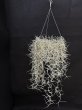 画像1: 【AMAZON】Moss Loop (Tillandsia usneoides + Hanging Wire)  (￥2,000 x 12pcs)【中葉タイプ】 (1)
