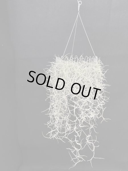 画像1: 【AMAZON】Moss Loop (Tillandsia usneoides + Hanging Wire)  (￥2,000 x 12pcs)【中葉タイプ】 (1)