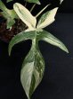 画像3: 【Plants Mafia】Philodendron Florida Beauty    (フィロデンドロン フロリダビューティー ) 3.5号 (¥8,000 x 3Pcs) (3)