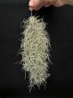 画像1: 【AMAZON】【Pack】Super Spanish Moss (Tillandsia usneoides)  M (￥800 x 15pcs)【中葉タイプ】 (1)