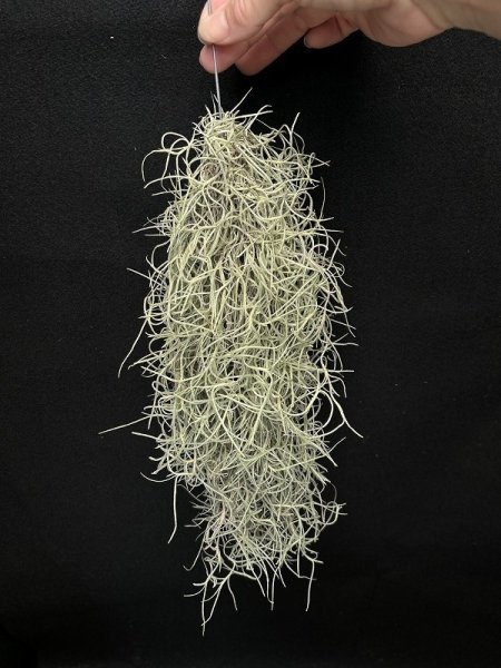 画像1: 【AMAZON】【Pack】Super Spanish Moss (Tillandsia usneoides)  M (￥800 x 15pcs)【中葉タイプ】 (1)