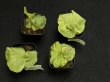 画像2: 【AMAZON】Platycerium Ridleyi Mix3  (プラティセリウム・リドレイレアミックス３)　2.5号　(¥2,400 x 18Pc)　★New (2)