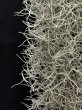 画像2: 【AMAZON】【Pack】Super Spanish Moss (Tillandsia usneoides)  M (￥800 x 15pcs)【中葉タイプ】 (2)