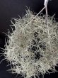 画像3: 【AMAZON】Moss Loop (Tillandsia usneoides + Hanging Wire)  (￥2,000 x 12pcs)【中葉タイプ】 (3)