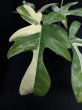 画像2: 【Plants Mafia】Philodendron Florida Beauty    (フィロデンドロン フロリダビューティー ) 3.5号 (¥8,000 x 3Pcs) (2)