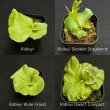 画像1: 【AMAZON】Platycerium Ridleyi Mix3  (プラティセリウム・リドレイレアミックス３)　2.5号　(¥2,400 x 18Pc)　★New (1)