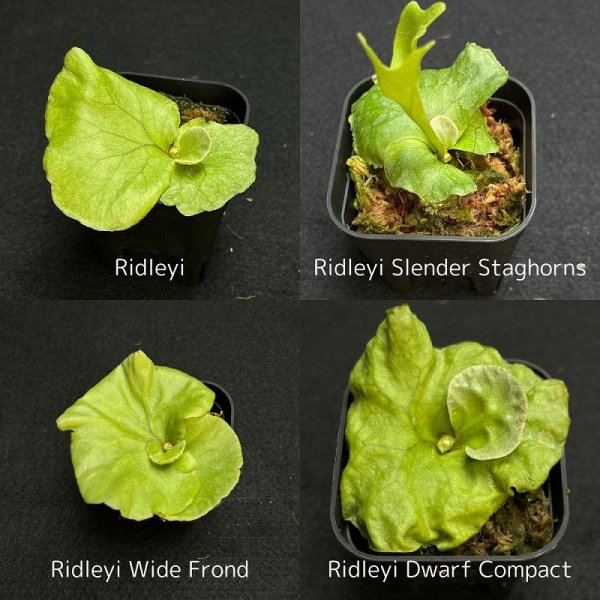 画像1: 【AMAZON】Platycerium Ridleyi Mix3  (プラティセリウム・リドレイレアミックス３)　2.5号　(¥2,400 x 18Pc)　★New (1)