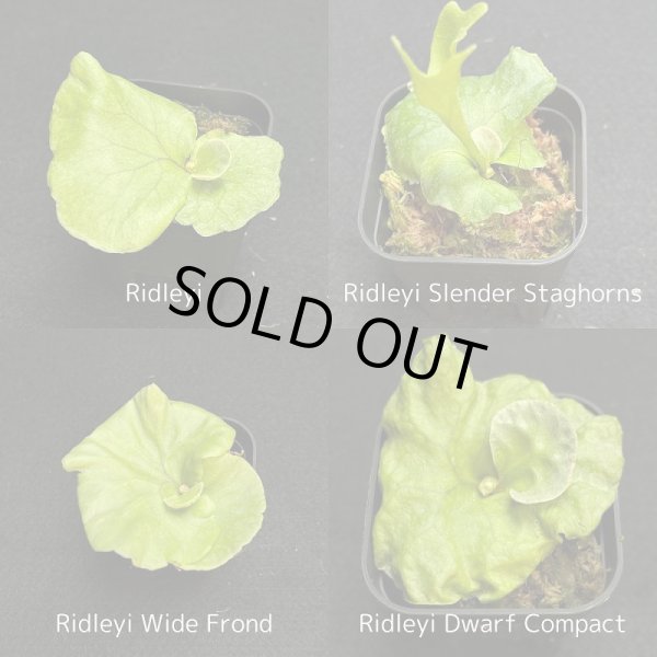 画像1: 【AMAZON】Platycerium Ridleyi Mix3  (プラティセリウム・リドレイレアミックス３)　2.5号　(¥2,400 x 18Pc)　★New (1)