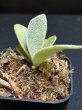 画像3: 【AMAZON】Platycerium Rare Mix3  (プラティセリウム・レアミックス３)　2.5号　(¥4,800 x 9Pc)　★New (3)