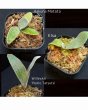 画像1: 【AMAZON】Platycerium Rare Mix3  (プラティセリウム・レアミックス３)　2.5号　(¥4,800 x 9Pc)　★New (1)