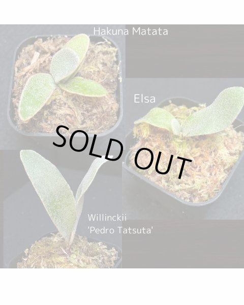 画像1: 【AMAZON】Platycerium Rare Mix3  (プラティセリウム・レアミックス３)　2.5号　(¥4,800 x 9Pc)　★New (1)