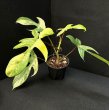 画像1: 【Plants Mafia】Philodendron Florida Beauty    (フィロデンドロン フロリダビューティー ) 3.5号 (¥8,000 x 3Pcs) (1)