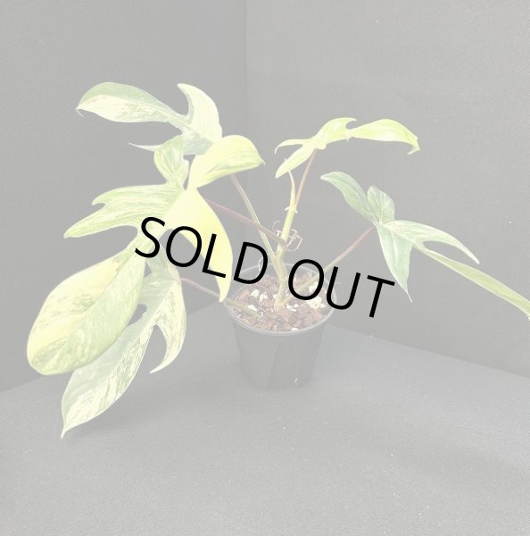 画像1: 【Plants Mafia】Philodendron Florida Beauty    (フィロデンドロン フロリダビューティー ) 3.5号 (¥8,000 x 3Pcs) (1)