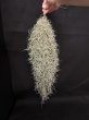 画像1: 【AMAZON】【Pack】Super Spanish Moss (Tillandsia usneoides)  L (￥1,500 x 12pcs)【中葉タイプ】 (1)