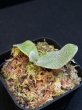 画像4: 【AMAZON】Platycerium Rare Mix3  (プラティセリウム・レアミックス３)　2.5号　(¥4,800 x 9Pc)　★New (4)