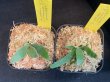 画像1: 【AMAZON】Platycerium Willinckii ’Jade Girl' sp (プラティセリウム・ジェイドガール)2.5号(¥8,000 x 6Pcs)(1.0kg/Case) (1)