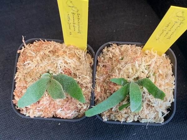画像1: 【AMAZON】Platycerium Willinckii ’Jade Girl' sp (プラティセリウム・ジェイドガール)2.5号(¥8,000 x 6Pcs)(1.0kg/Case) (1)