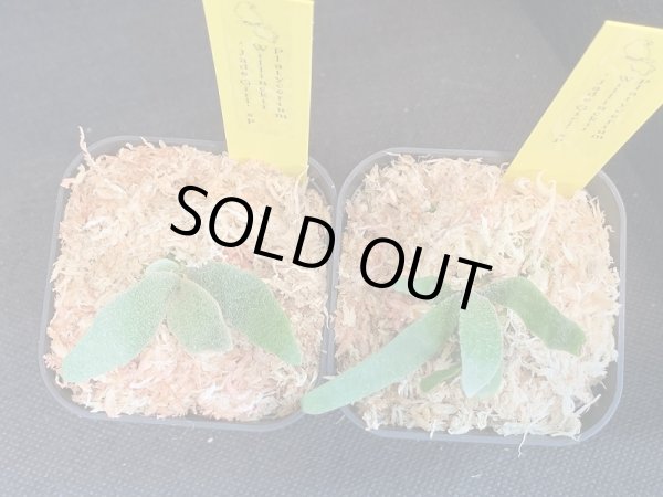 画像1: 【AMAZON】Platycerium Willinckii ’Jade Girl' sp (プラティセリウム・ジェイドガール)2.5号(¥8,000 x 2Pcs)(1.0kg/Case) (1)