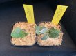 画像1: 【AMAZON】Platycerium Willinckii ’OMG' sp (プラティセリウム・ウィリンキー 'オーエムジー')2.5号(¥12,000 x 2Pcs)(1.0kg/Case) (1)