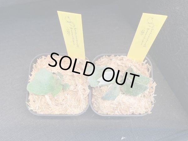 画像1: 【AMAZON】Platycerium Willinckii ’OMG' sp (プラティセリウム・ウィリンキー 'オーエムジー')2.5号(¥12,000 x 2Pcs)(1.0kg/Case) (1)